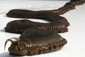 weird-animals-giant-worms.jpg